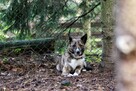 Sunia Lusia szuka swojego człowieka, adoptuj 5l. 15kg - 12