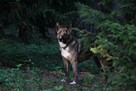 Sunia Lusia szuka swojego człowieka, adoptuj 5l. 15kg - 15