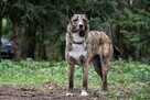 Lusia spokojna, nieśmiała sunia szuka swojej rodziny 5l. - 12