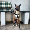 Pręguska śliczna sunia o wyjątkowym usposobieniu 5l. 15kg - 16