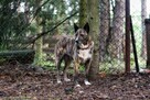 Sunia Lusia szuka swojego człowieka, adoptuj 5l. 15kg - 13