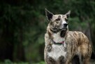 Pręguska, piękna, delikatna sunia do świadomej adopcji 5l. - 11