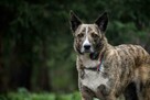 Pręguska śliczna sunia o wyjątkowym usposobieniu 5l. 15kg - 12