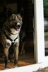 Sunia Lusia, delikatna, emocjonalna, do adopcji 5l. 15kg - 7