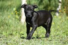 Piękne szczenięta amstaff super czarnuszki american stafford - 6