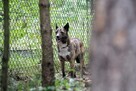 Sunia Lusia szuka swojego człowieka, adoptuj 5l. 15kg - 7