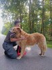 Zębatek duże, puchate cudo do adopcji 7l. 35kg - 6