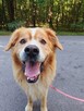 Do adopcji cudowny, duży miś Zębatek 7l. 35kg - 11