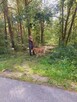 Zębatek duże, puchate cudo do adopcji 7l. 35kg - 9