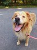 Zębatek duże, puchate cudo do adopcji 7l. 35kg - 13