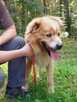 Zębatek duże, puchate cudo do adopcji 7l. 35kg - 11