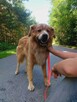 Zębatek duże, puchate cudo do adopcji 7l. 35kg - 7