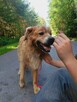 Zębatek duże, puchate cudo do adopcji 7l. 35kg - 8