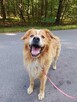 Zębatek duże, puchate cudo do adopcji 7l. 35kg - 12