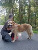 Zębatek duże, puchate cudo do adopcji 7l. 35kg - 2