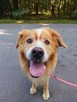 Zębatek duże, puchate cudo do adopcji 7l. 35kg - 14