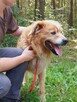 Zębatek duże, puchate cudo do adopcji 7l. 35kg - 10