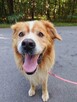 Zębatek duże, puchate cudo do adopcji 7l. 35kg - 16