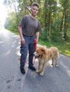 Do adopcji Zębatek duży, kochany psiak 7l. 35kg - 3