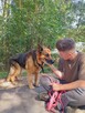 Piękny, spokojny onek AXEL szuka domu na zawsze 8l. - 6
