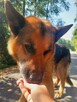 Owczarek niemiecki Axel szuka domu na zawsze 8l. 30kg - 11