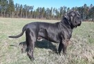 Reproduktor Cane Corso - 2
