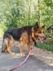 Owczarek niemiecki Axel szuka domu na zawsze 8l. 30kg - 5