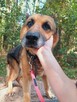 Do adopcji AXEL w typie ON, 8l. 30kg kochany, spokojny - 4