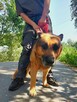 Owczarek niemiecki Axel szuka domu na zawsze 8l. 30kg - 3