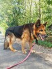 Piękny, spokojny onek AXEL szuka domu na zawsze 8l. - 4
