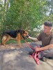 Owczarek niemiecki Axel szuka domu na zawsze 8l. 30kg - 9
