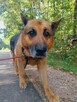 Piękny, spokojny onek AXEL szuka domu na zawsze 8l. - 12