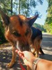 Do adopcji AXEL w typie ON, 8l. 30kg kochany, spokojny - 6