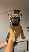 Buldog francuski - 1
