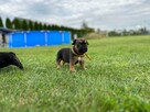 Buldog francuski - 2