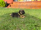Buldog francuski - 3