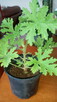 Geranium pachnące cytrynką - 7
