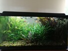 Sprzedam kompletne akwarium - 4