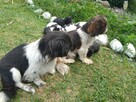 Sprzedam shih tzu - 9