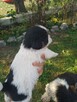 Sprzedam shih tzu - 1