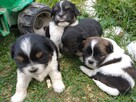 Sprzedam shih tzu - 5