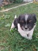 Sprzedam shih tzu - 3