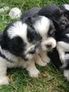 Sprzedam shih tzu - 8