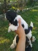 Sprzedam shih tzu - 4