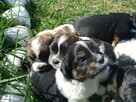 Sprzedam shih tzu - 11