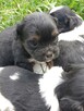 Sprzedam shih tzu - 6