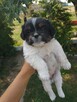 Sprzedam shih tzu - 2