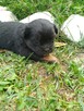 Sprzedam shih tzu - 10