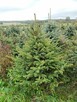 Świerk srebrny, Jodła kaukaska WŁASNA PLANTACJA - 4