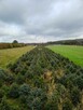 Świerk srebrny, Jodła kaukaska , Tuja WŁASNA PLANTACJA - 2